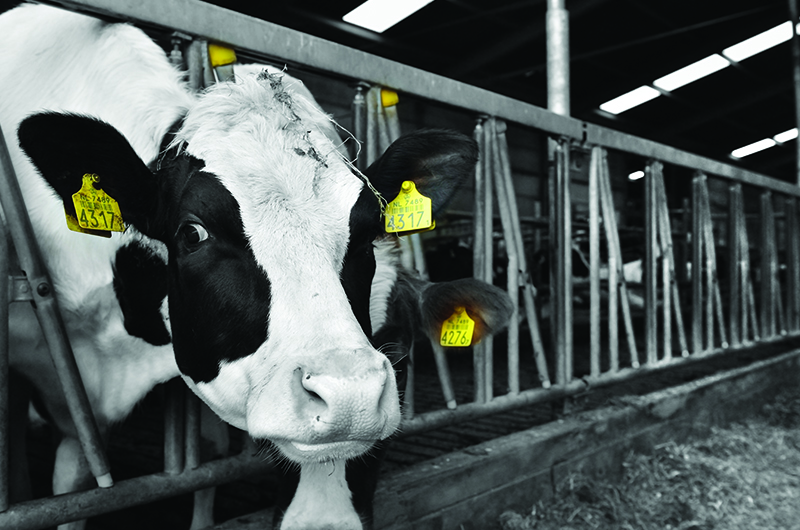 Axelent_Wire_Tray_sågverk_djurstall.jpg)